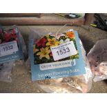 2 packs of Dahlia, Asiatic Lily or Gladioli bulbs.