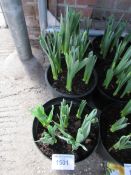 3 large pots of late daffodils.