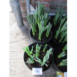 3 large pots of late daffodils.