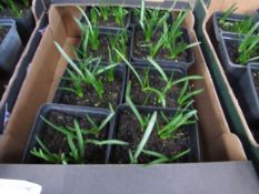 Tray of English Bluebells in pots.