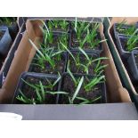 Tray of English Bluebells in pots.