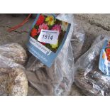 2 packs of Dahlia, Asiatic Lily or Gladioli bulbs.