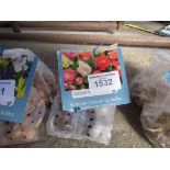 2 packs of Dahlia, Asiatic Lily or Gladioli bulbs.