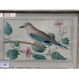 2 framed and glazed prints of exotic birds.
