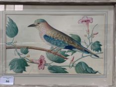 2 framed and glazed prints of exotic birds.