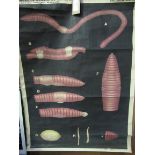 Early 20th Century large anatomical/biological poster