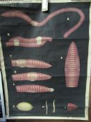 Early 20th Century large anatomical/biological poster