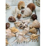 Large collection of sea shells including: ramose murex; cowry; conche; sea urchins.