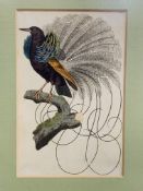 Two framed and glazed coloured engravings of exotic birds by Richard Nodder.