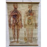 Large double image medical/educational anatomical full body poster, 138 x 95cms.