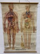 Large double image medical/educational anatomical full body poster, 138 x 95cms.