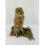 Taxidermy brown owl, height 35cms.