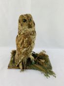 Taxidermy brown owl, height 35cms.