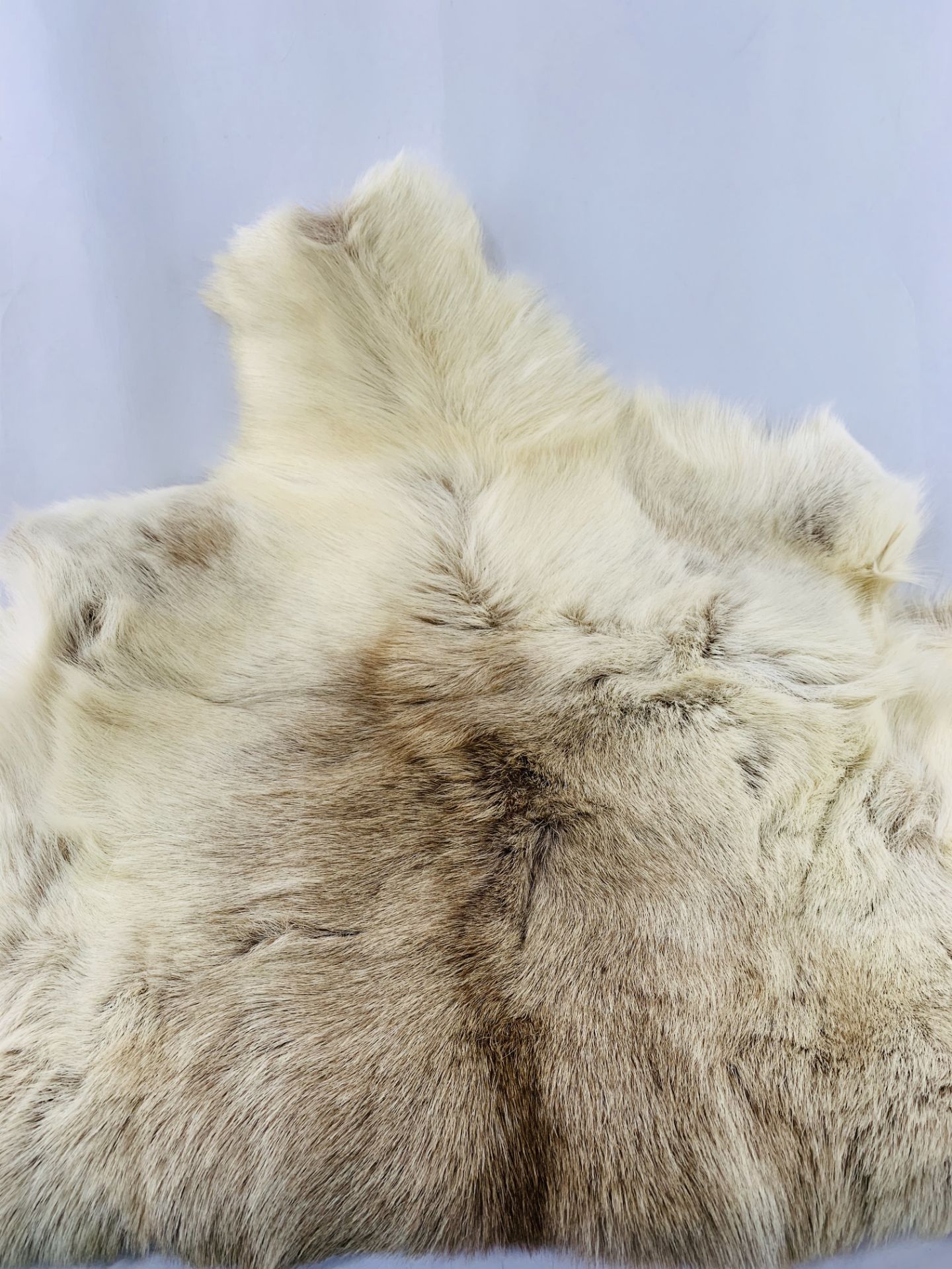 Wolf skin fur rug approx. 120 x 70 cms. - Image 2 of 2