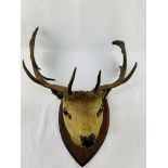 Taxidermy stag's head mounted on a shield.