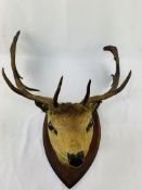 Taxidermy stag's head mounted on a shield.