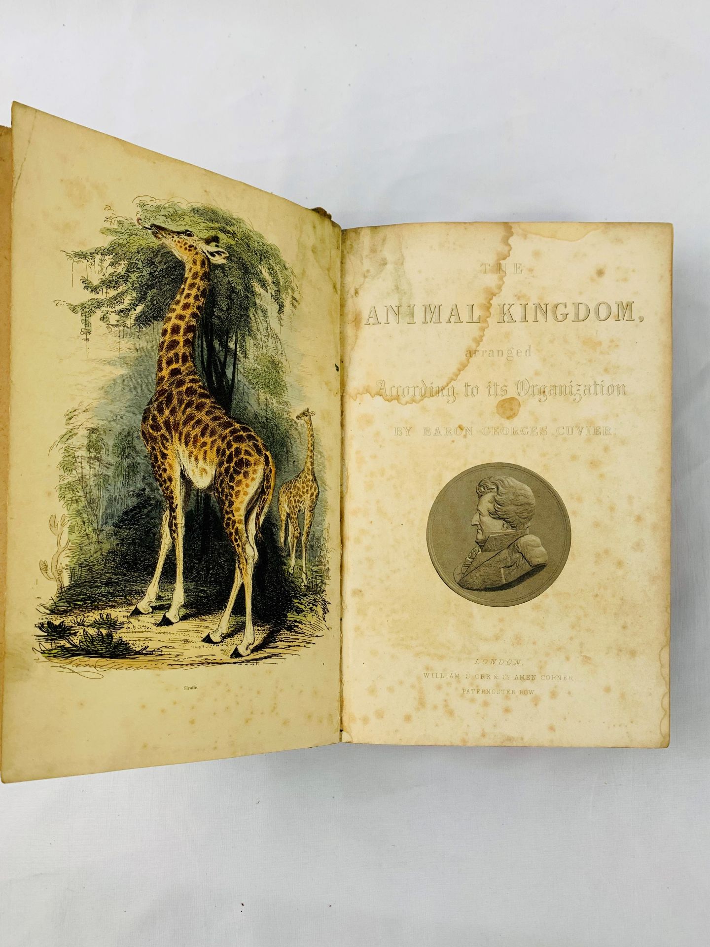 The Animal Kingdom by Baron Georges Cuvier, 1849. - Image 2 of 3