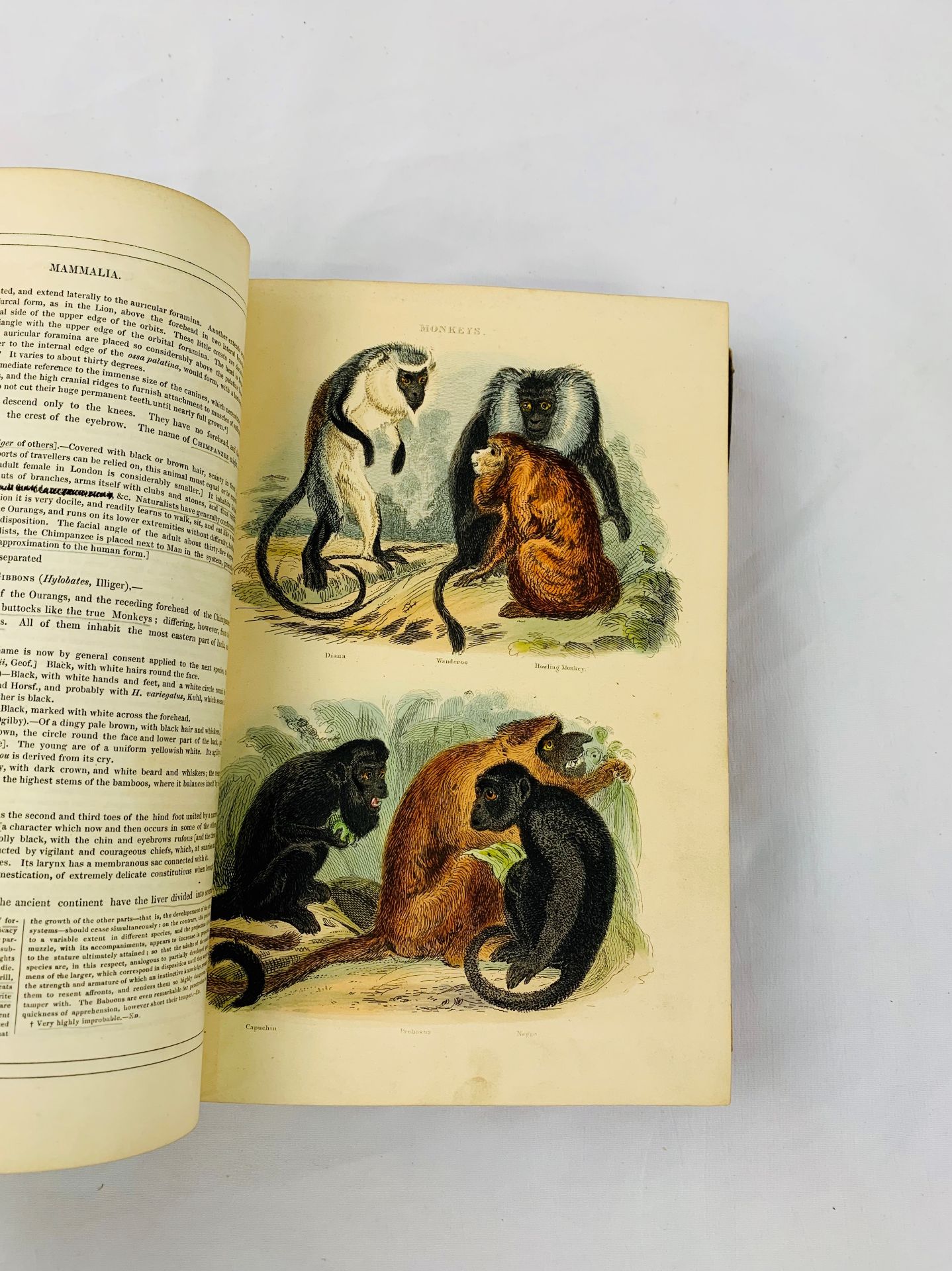 The Animal Kingdom by Baron Georges Cuvier, 1849. - Image 3 of 3