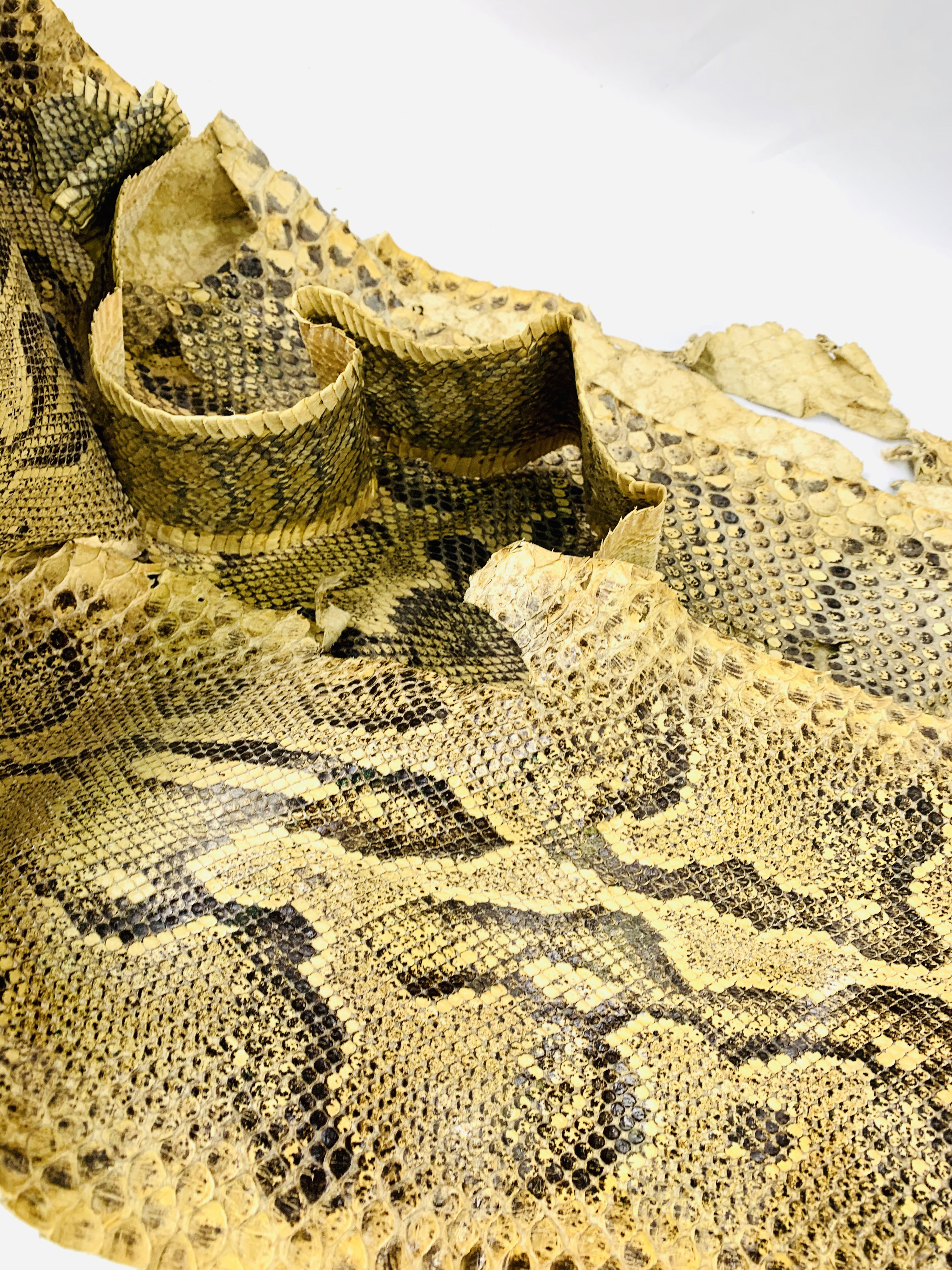 Three antique taxidermy python snake skins. - Image 2 of 3