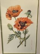 Framed and glazed watercolour "Poppies 2" signed Margaret Hurd