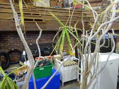 Two large yukka plants in large planters