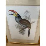 Three framed and glazed prints of birds, 39 x 28cms together with a colour Egyptian print,