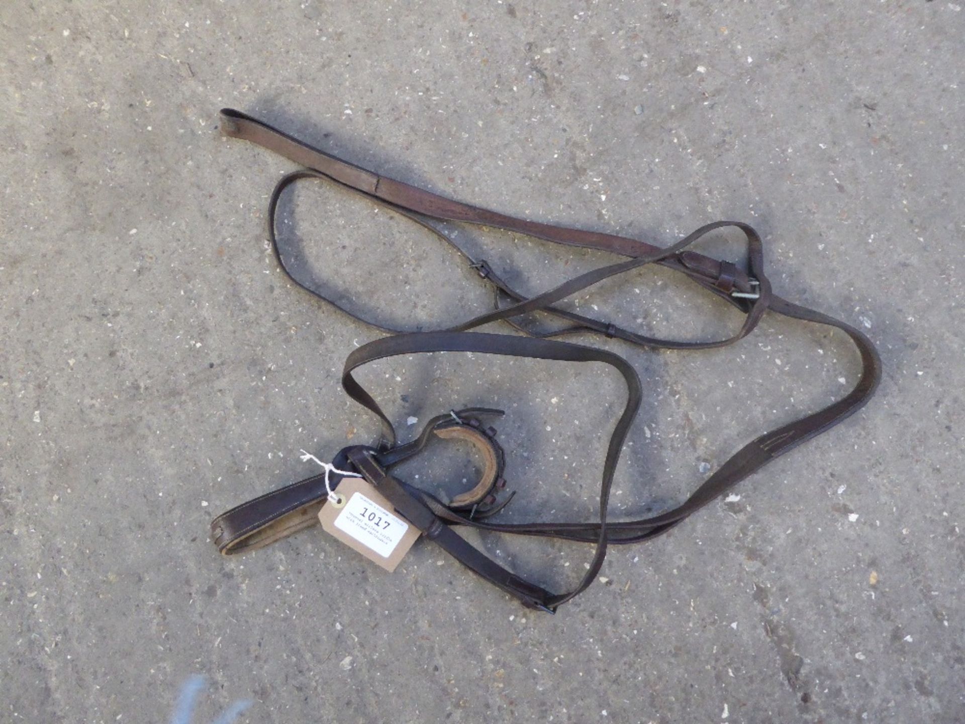 Unusual bitless bridle with fixed martingale