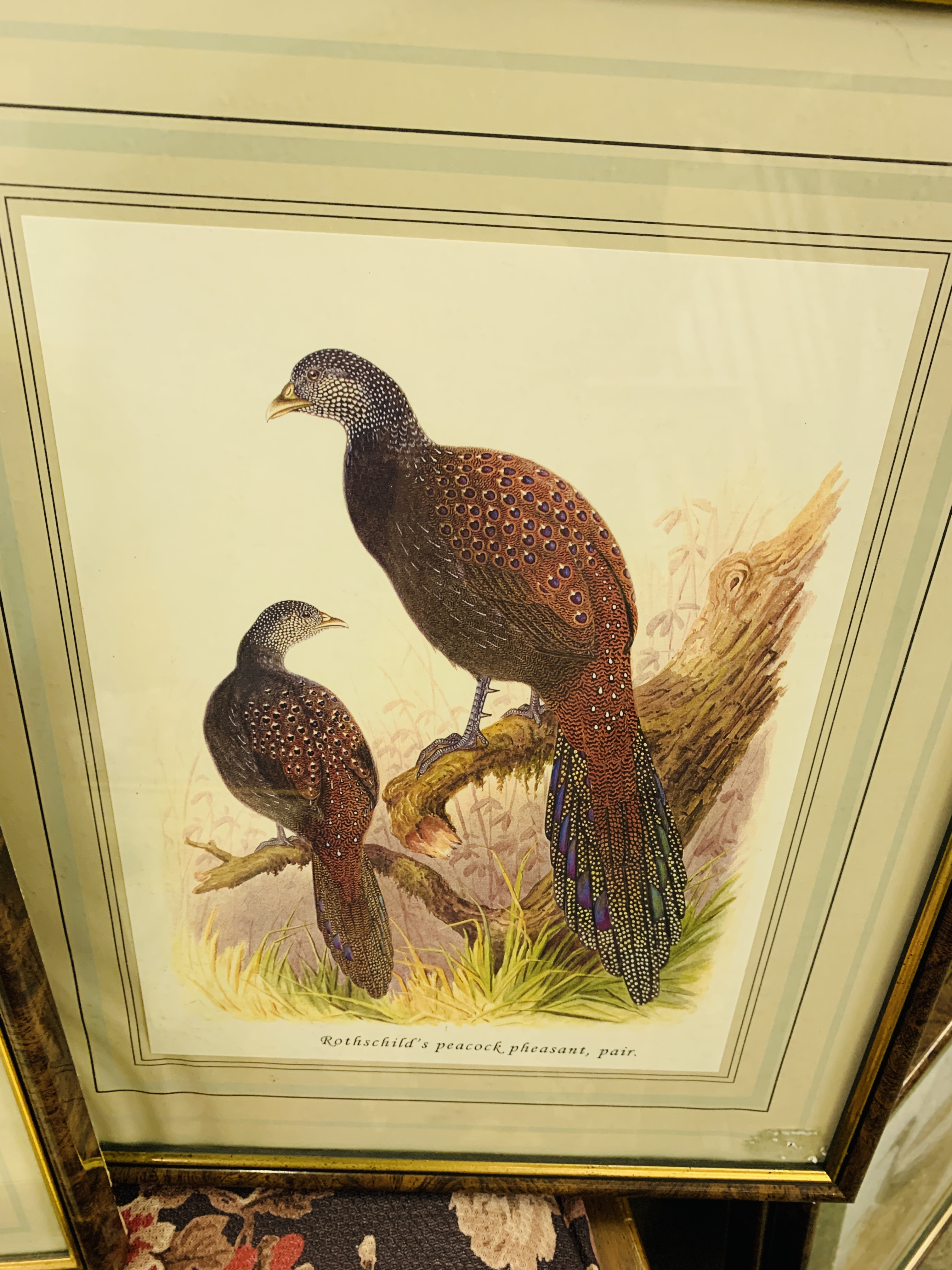 Set of five framed and glazed prints of birds; and two sets of three similar.