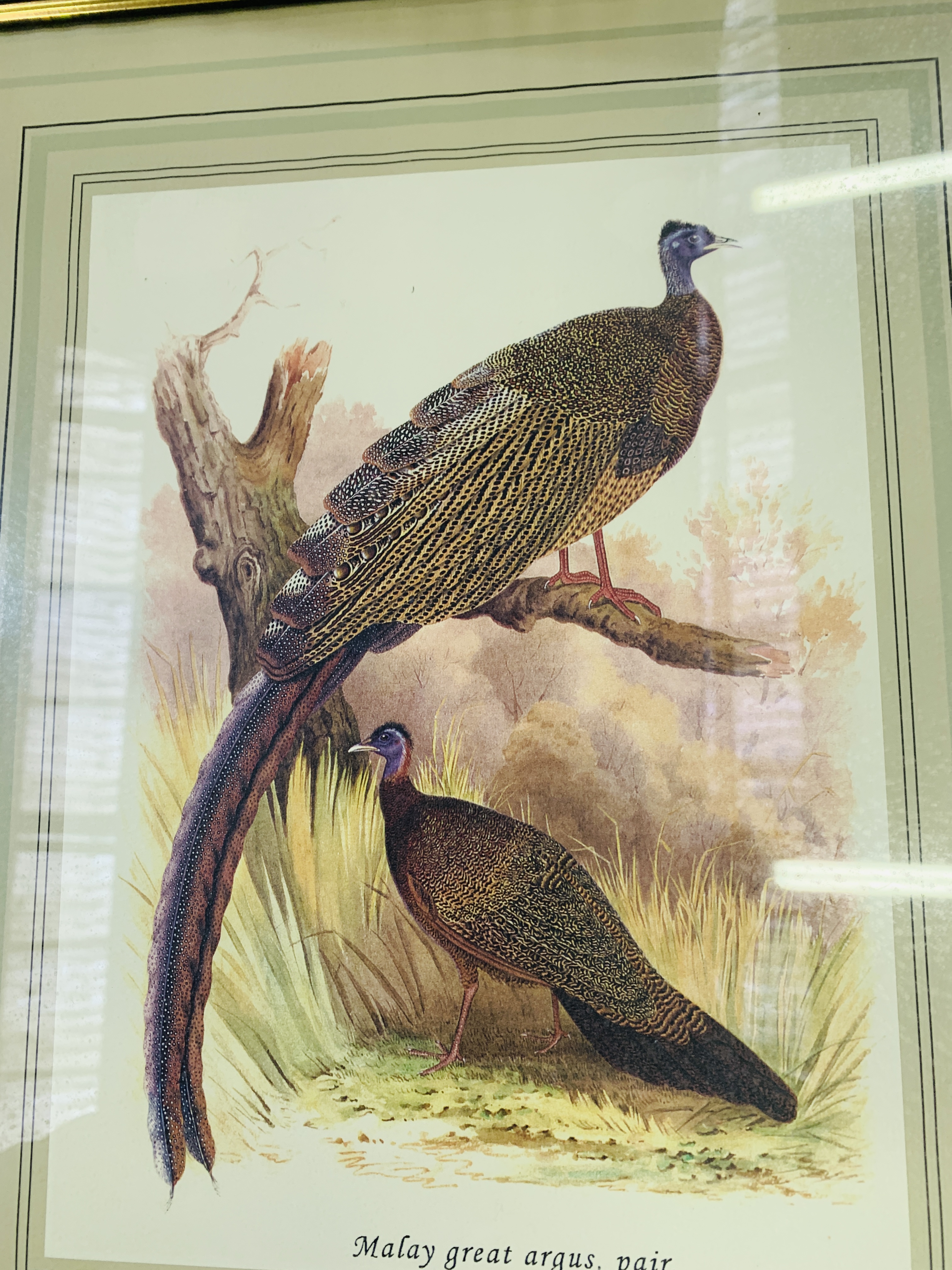 Set of five framed and glazed prints of birds; and two sets of three similar. - Image 4 of 4