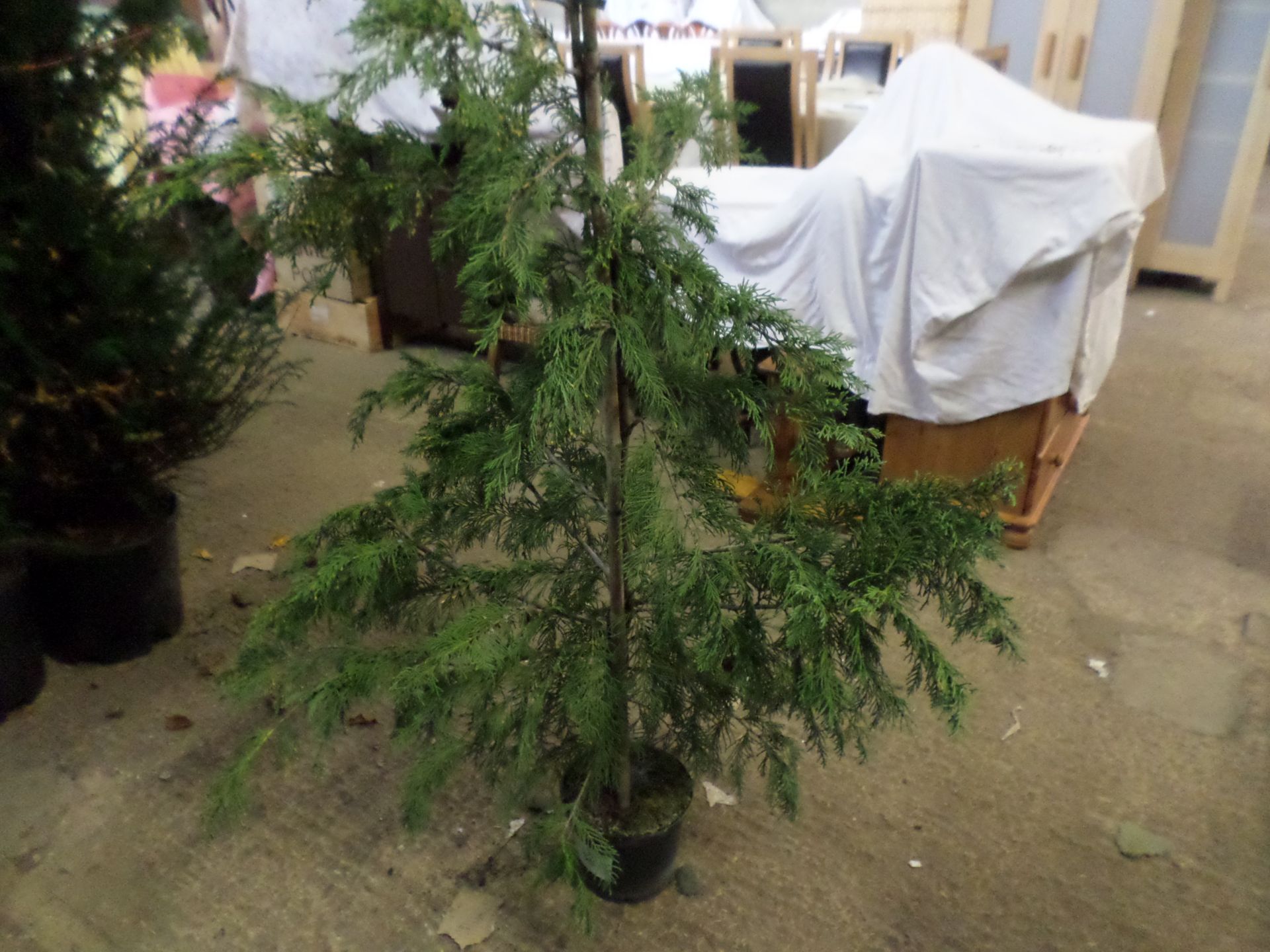 10 green Leylandii approx 5-6ft PRICE PER PLANT NOT PER LOT