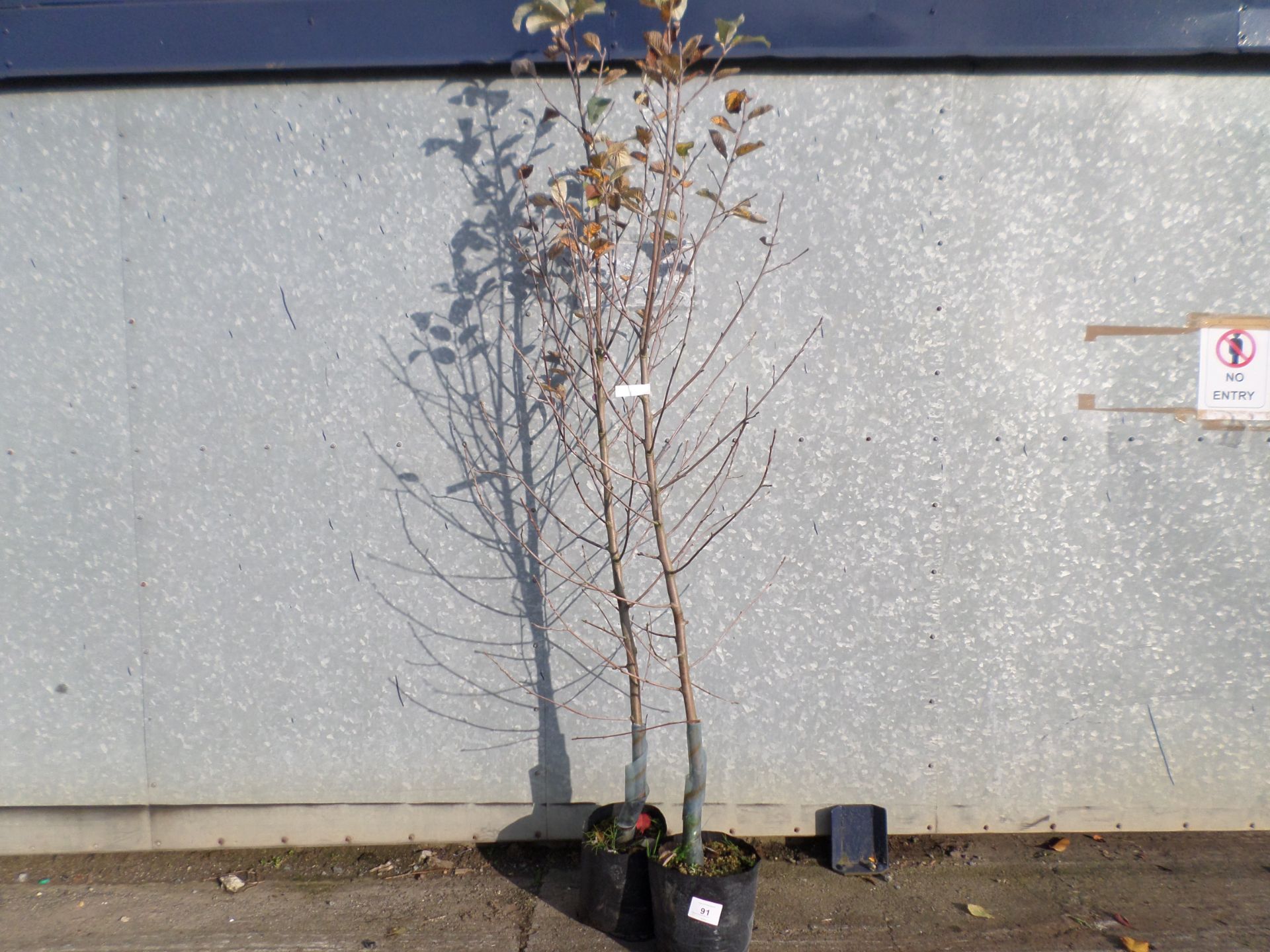 2 Sorbus Lutescens Whitebeam PRICE PER PLANT NOT PER LOT