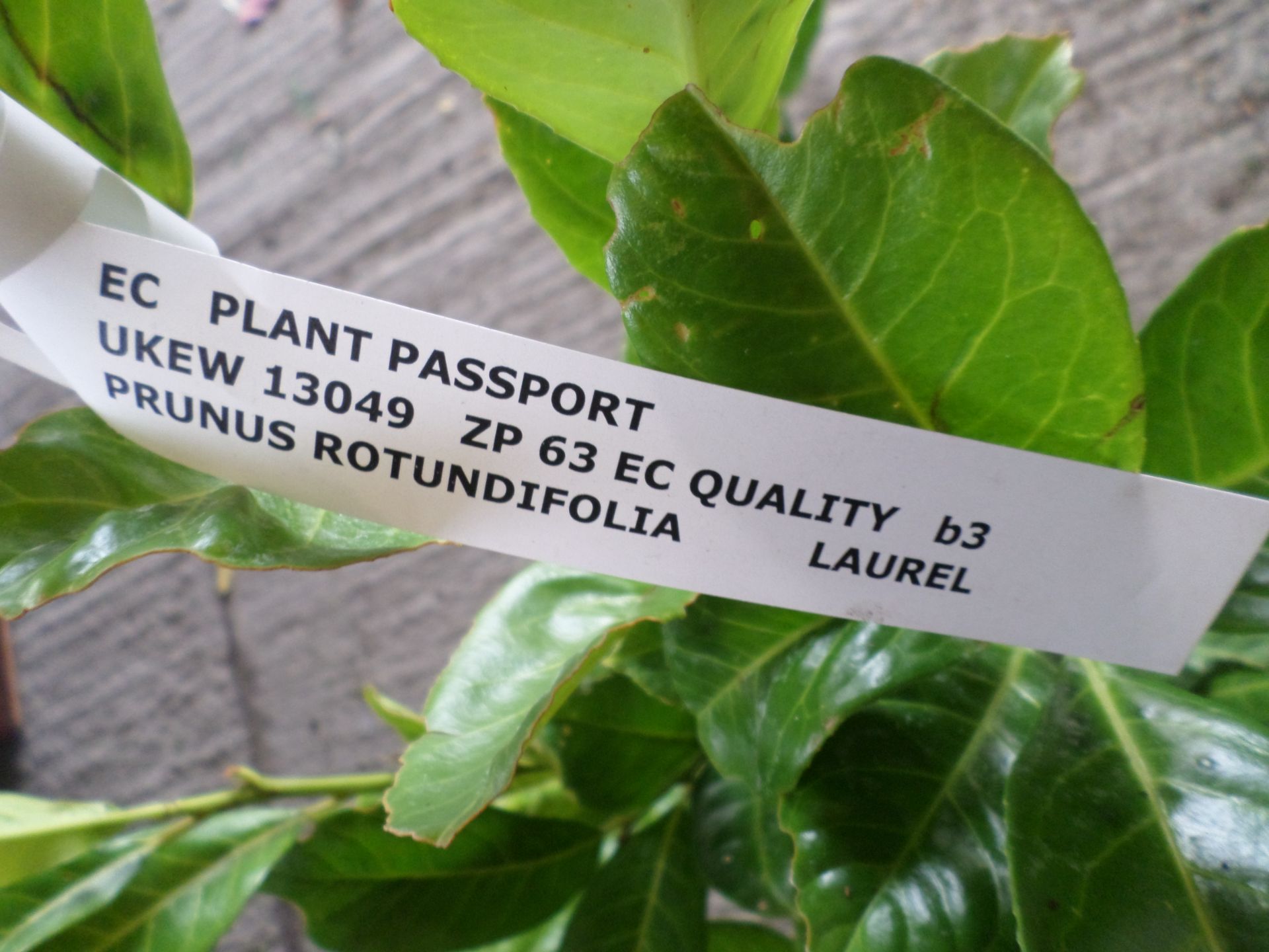 10 x laurels PRICE PER PLANT NOT PER LOT - Image 2 of 2