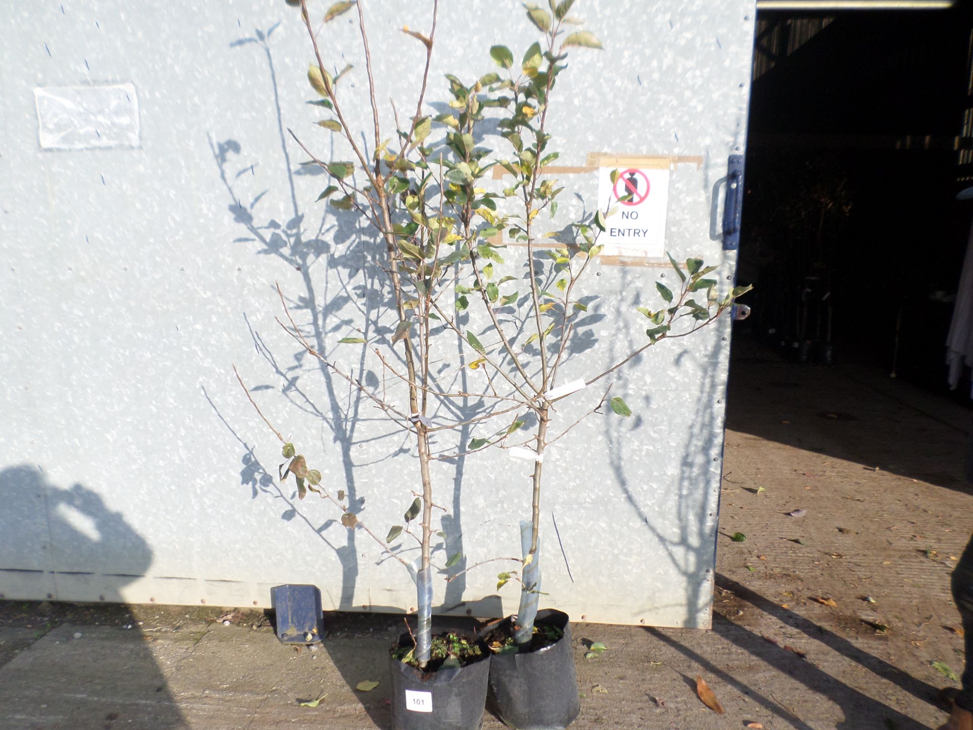 2 x Discovery early eating apple trees PRICE PER PLANT NOT PER LOT, NO VAT