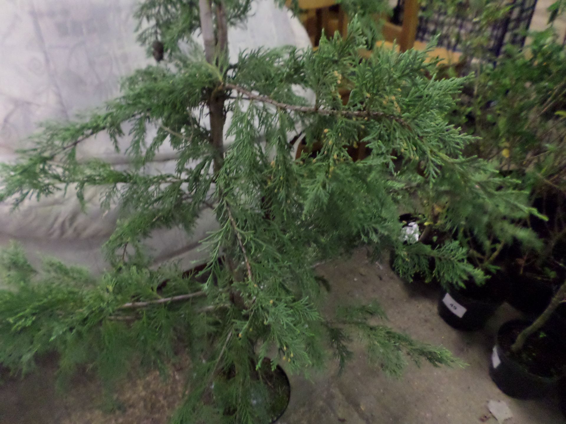 9 green Leylandii approx 5-6ft PRICE PER PLANT NOT PER LOT