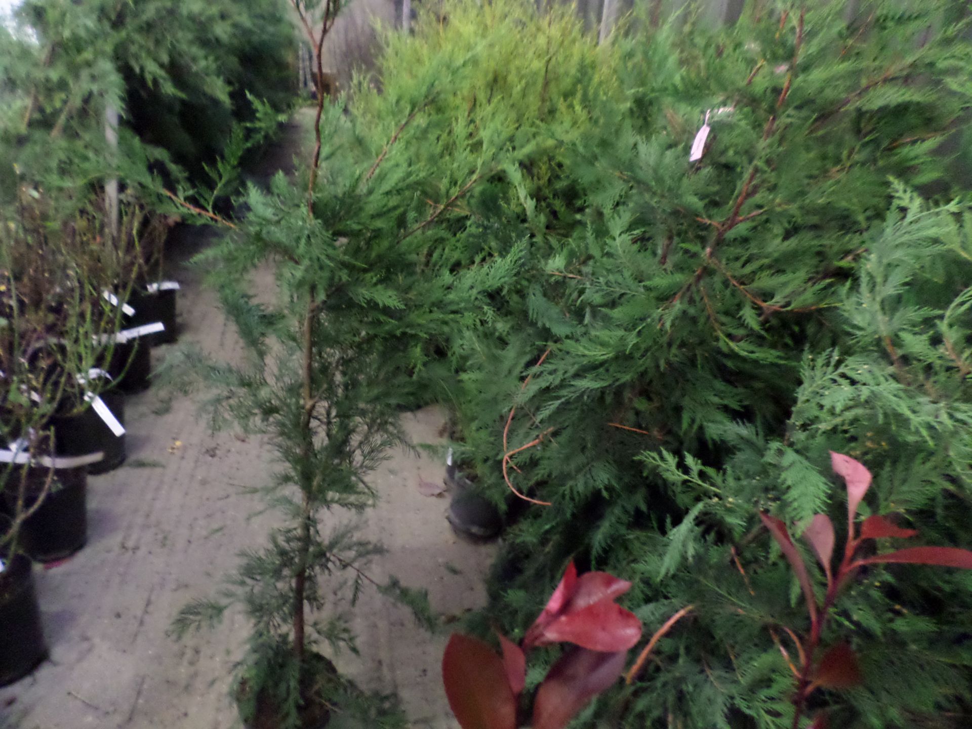 10 x green Leylandii approx 4ft PRICE PER PLANT NOT PER LOT