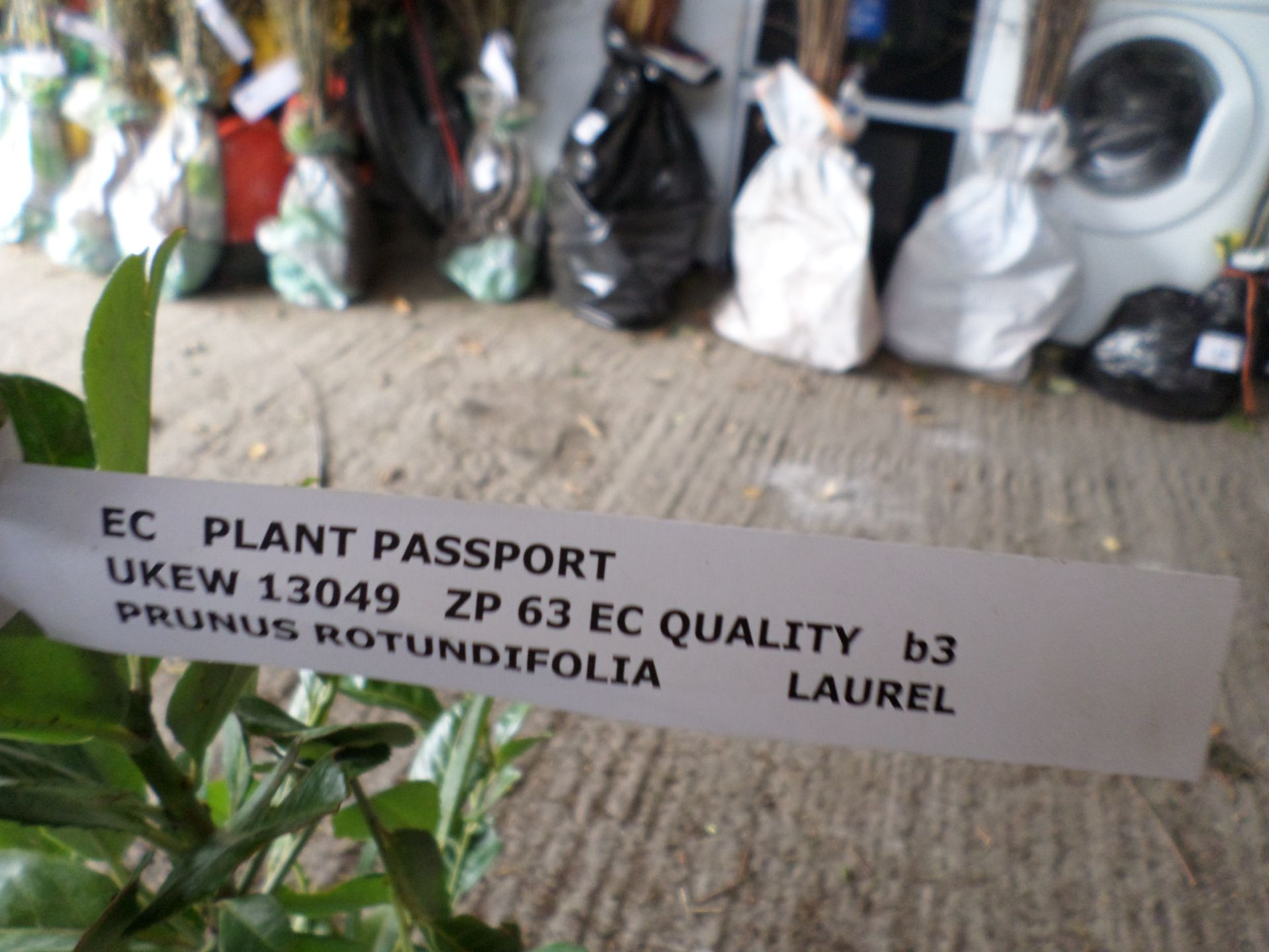 10 x laurels PRICE PER PLANT NOT PER LOT - Image 2 of 2