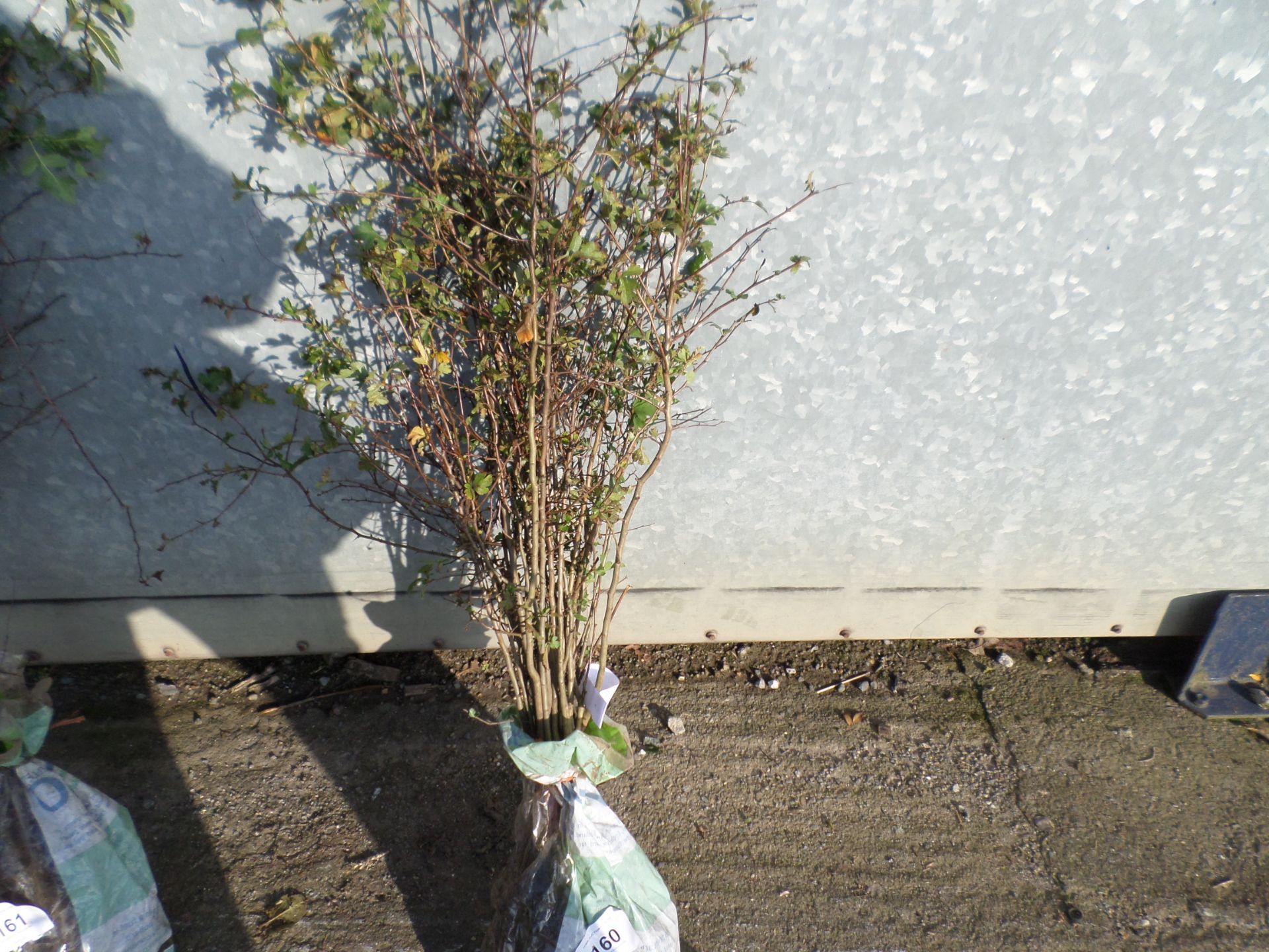 25 bare root hawthorn hedging 2ft+ PRICE PER PLANT NOT PER LOT