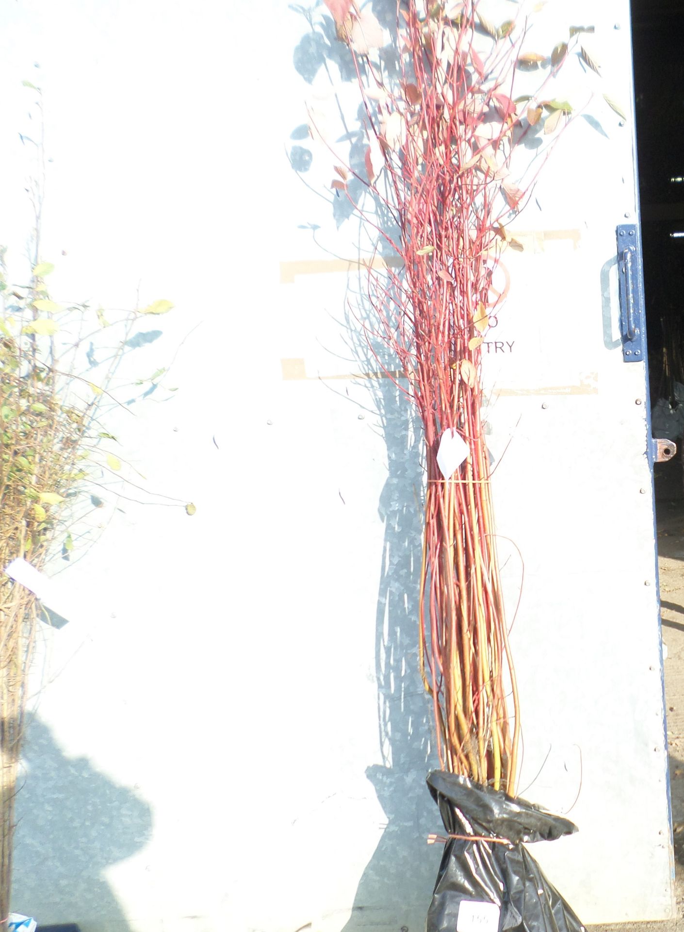 25 bare root red barked Dogwood 3ft+ PRICE PER PLANT NOT PER LOT
