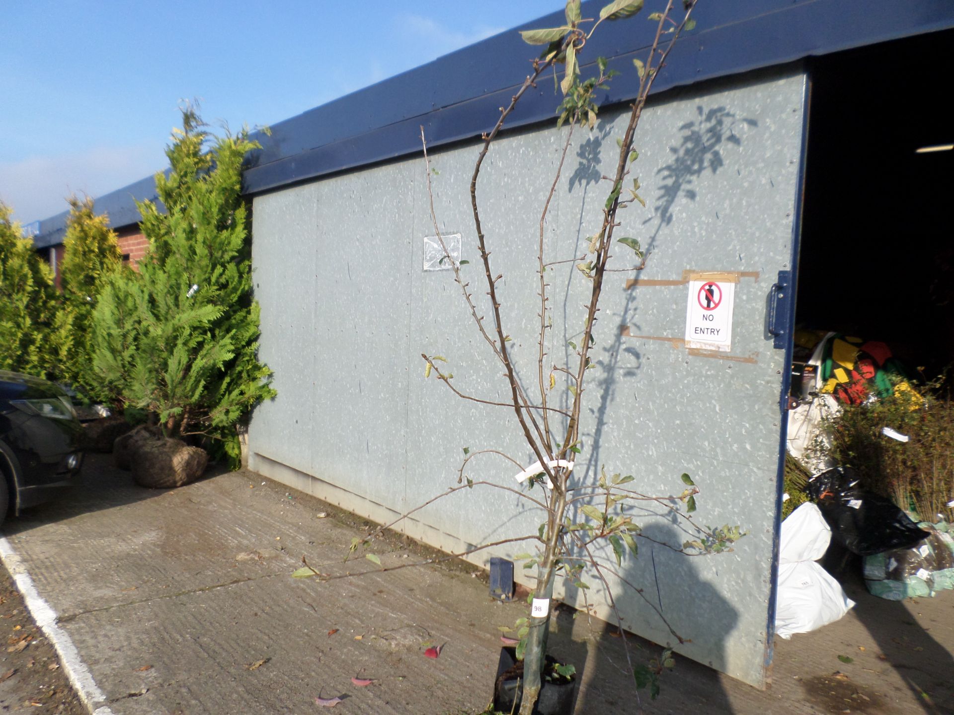 2 x Red Pippen apple trees PRICE PER PLANT NOT PER LOT, NO VAT