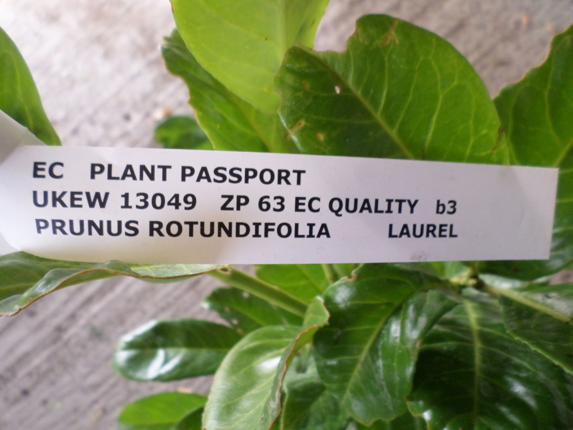 10 x laurels PRICE PER PLANT NOT PER LOT - Image 2 of 2