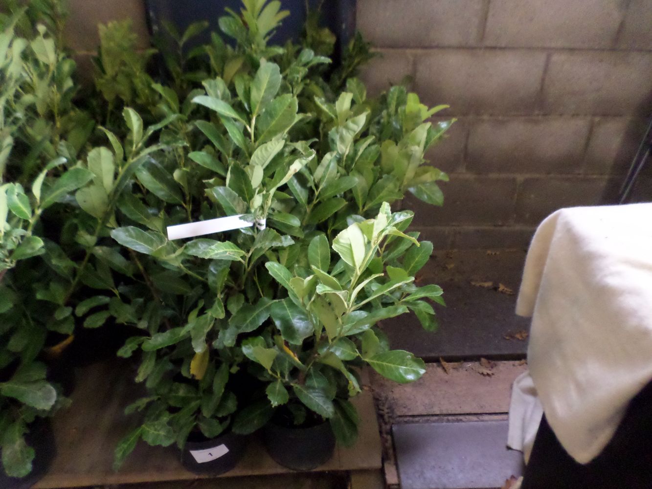 Horticultural Sale - November timed online auction