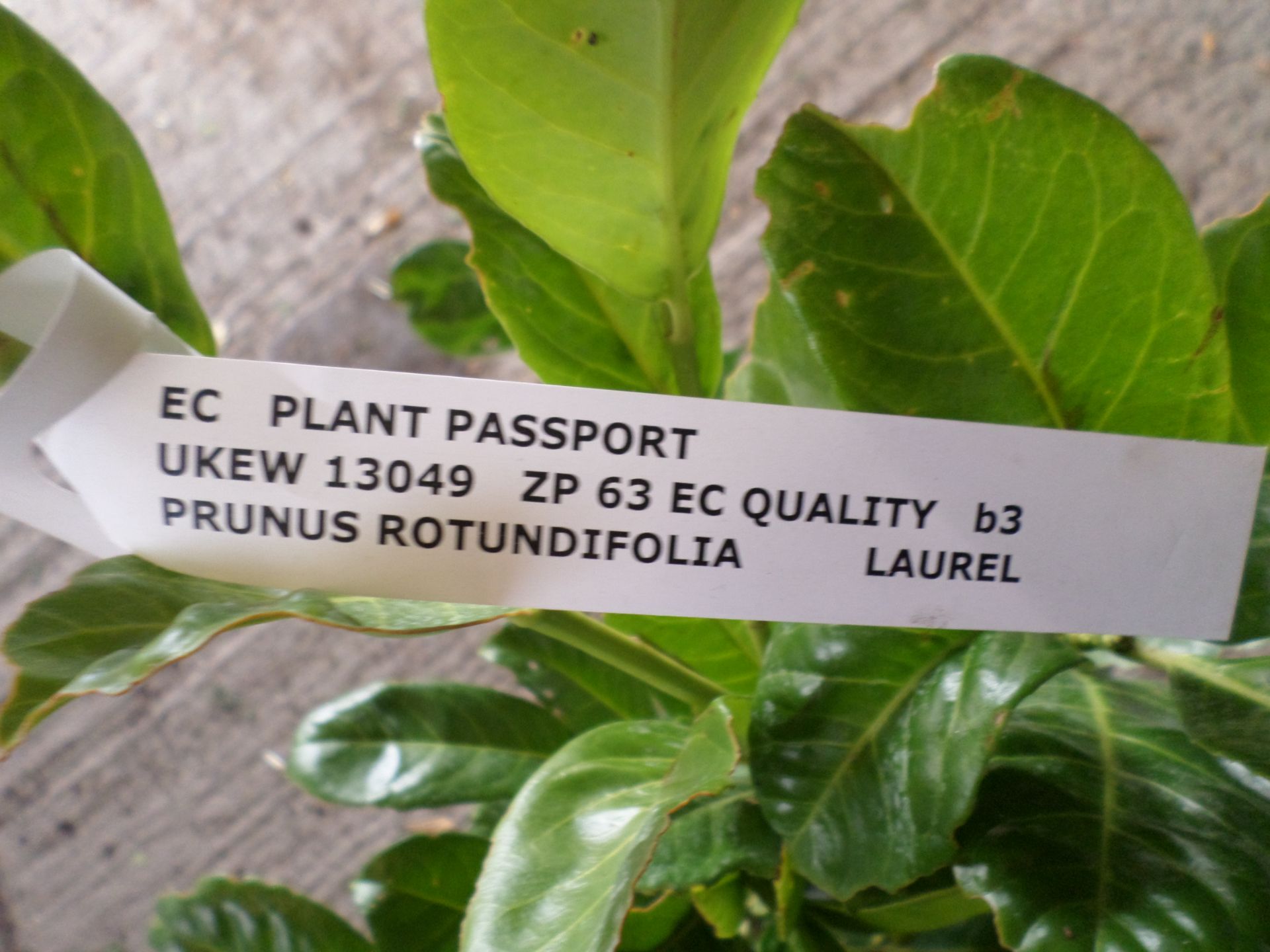 10 x laurels PRICE PER PLANT NOT PER LOT - Image 2 of 2