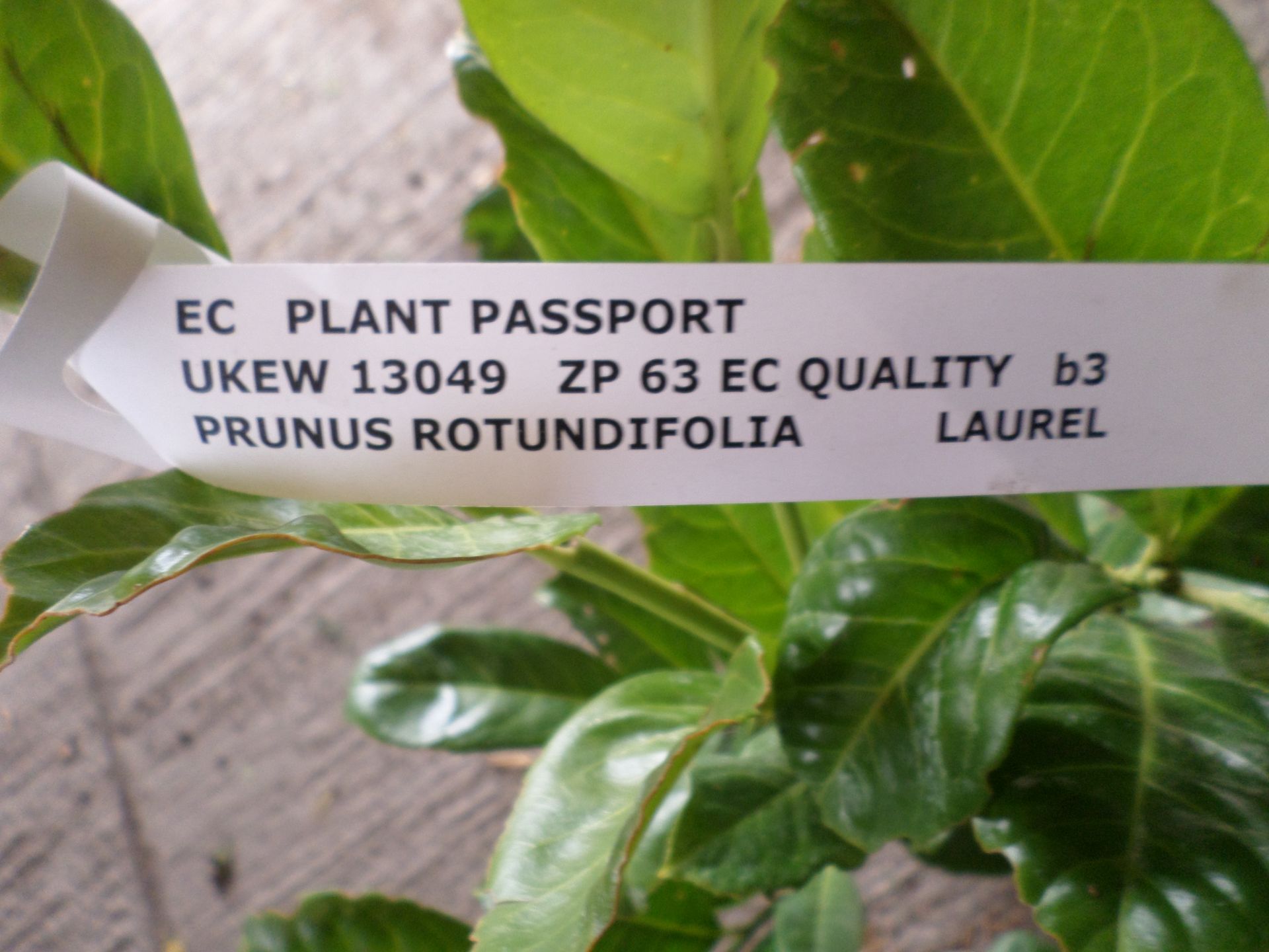 10 x laurels PRICE PER PLANT NOT PER LOT - Image 2 of 2