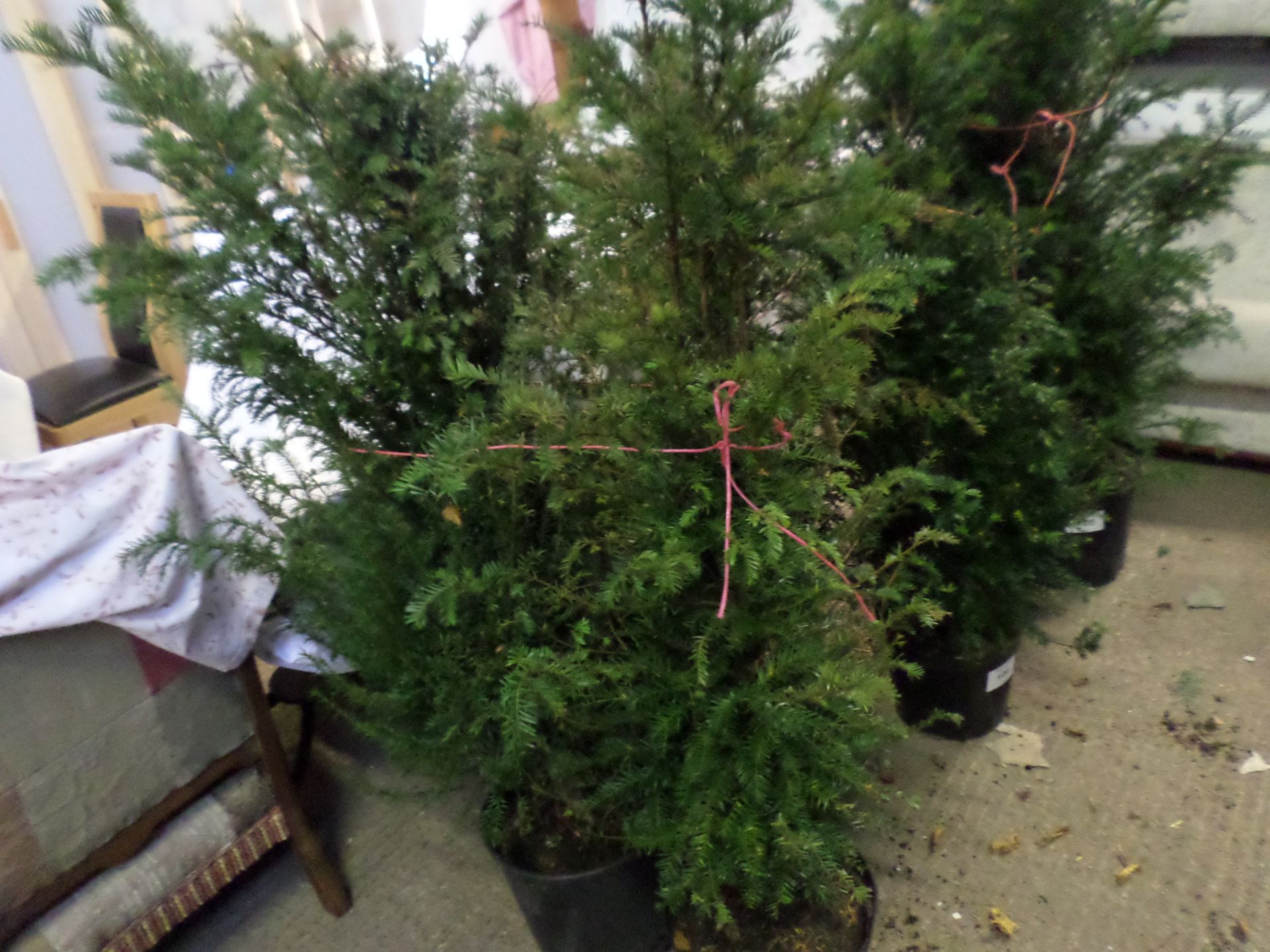 2 Yew bushes PRICE PER PLANT NOT PER LOT