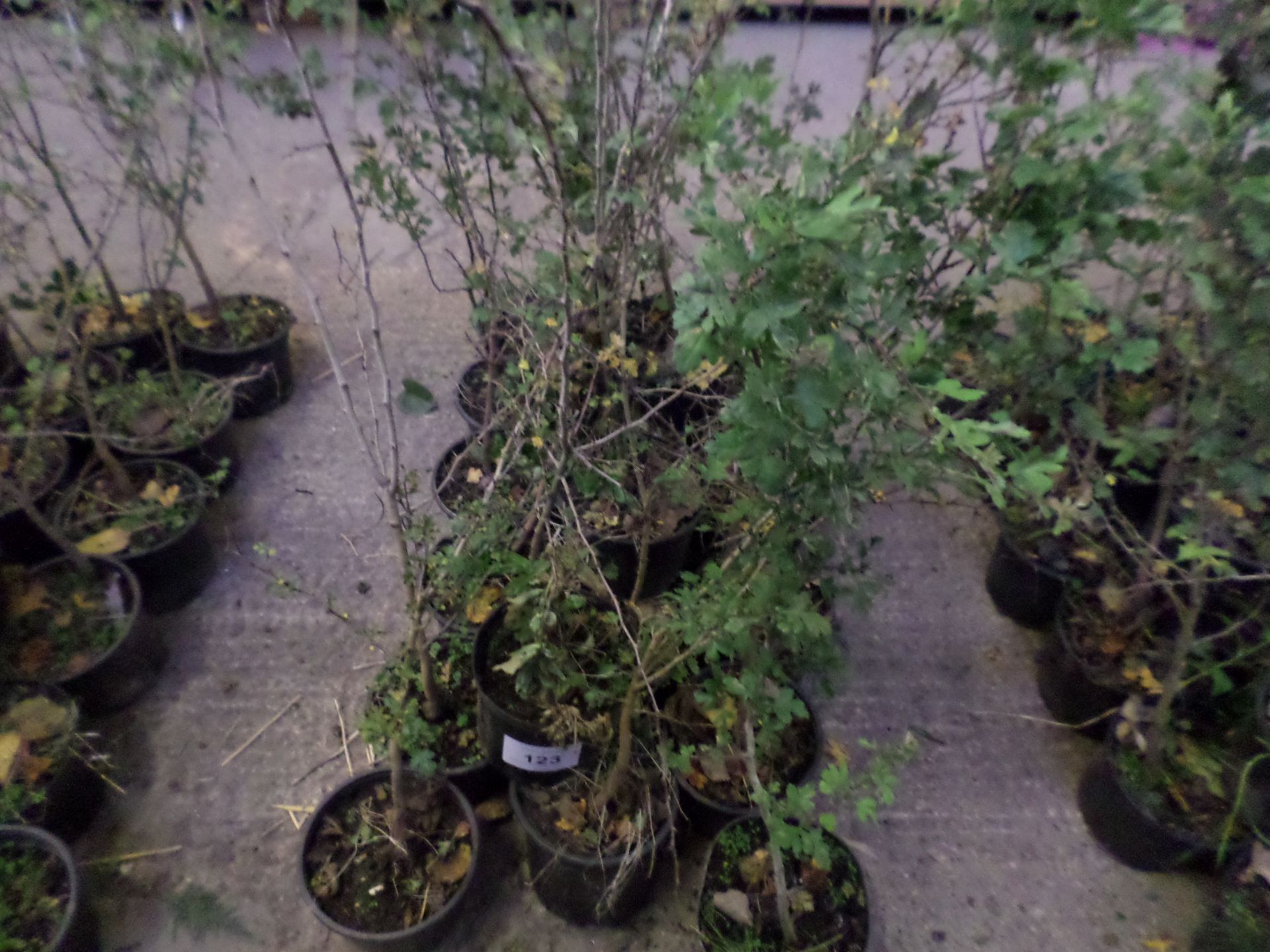 20 potted hawthorn plants PRICE PER PLANT NOT PER LOT