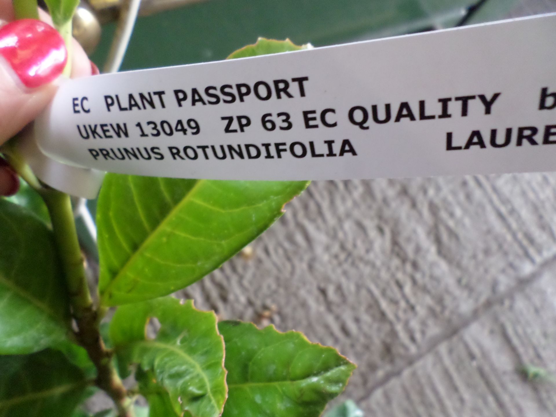 10 x laurels PRICE PER PLANT NOT PER LOT - Image 2 of 3