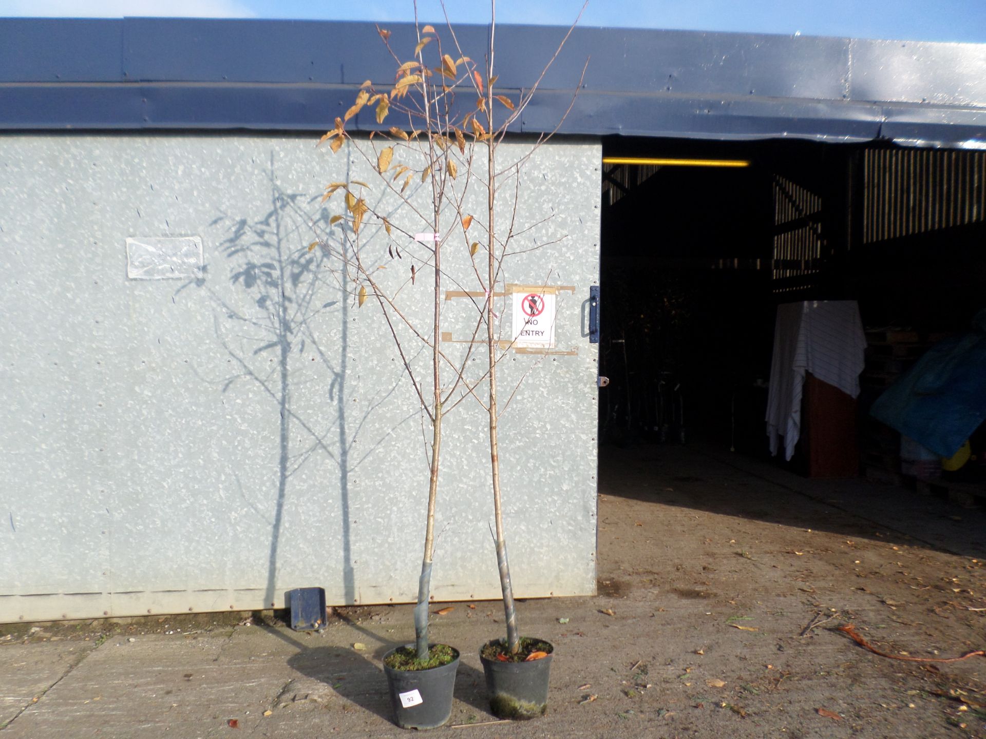 2 Prunus Avium white cherry PRICE PER PLANT NOT PER LOT