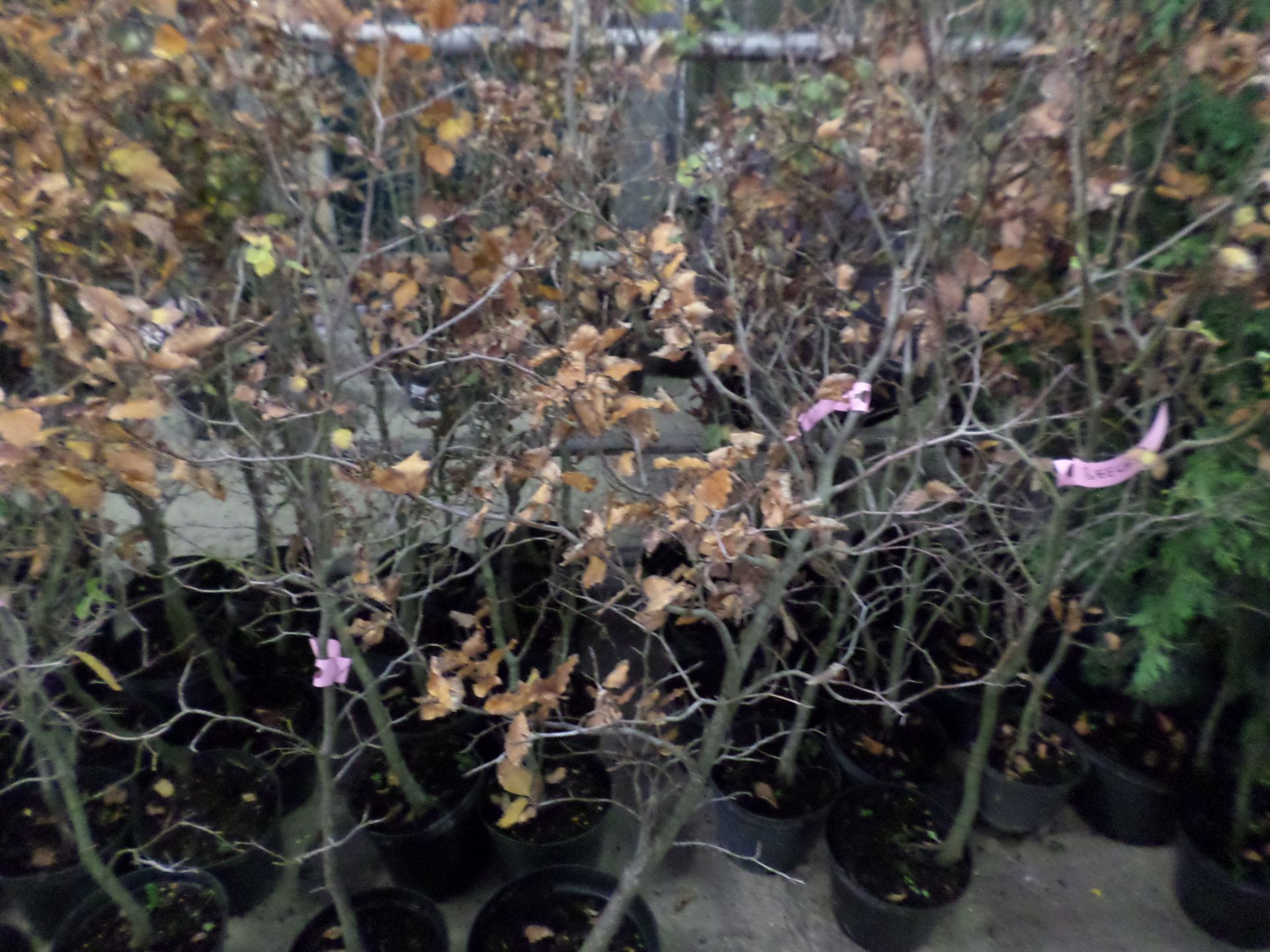 10 Beech for hedging or trees, approx 3ft PRICE PER PLANT NOT PER LOT - Image 2 of 2