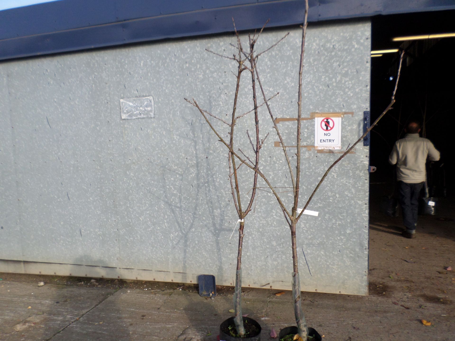 2 fruit trees, Stella and Sunburst eating cherries PRICE PER PLANT NOT PER LOT, NO VAT