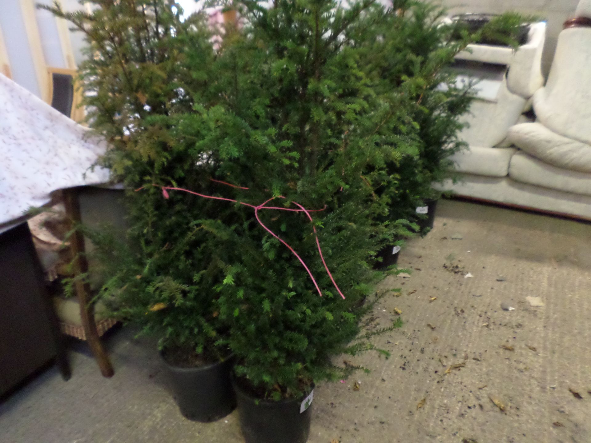 2 Yew bushes PRICE PER PLANT NOT PER LOT